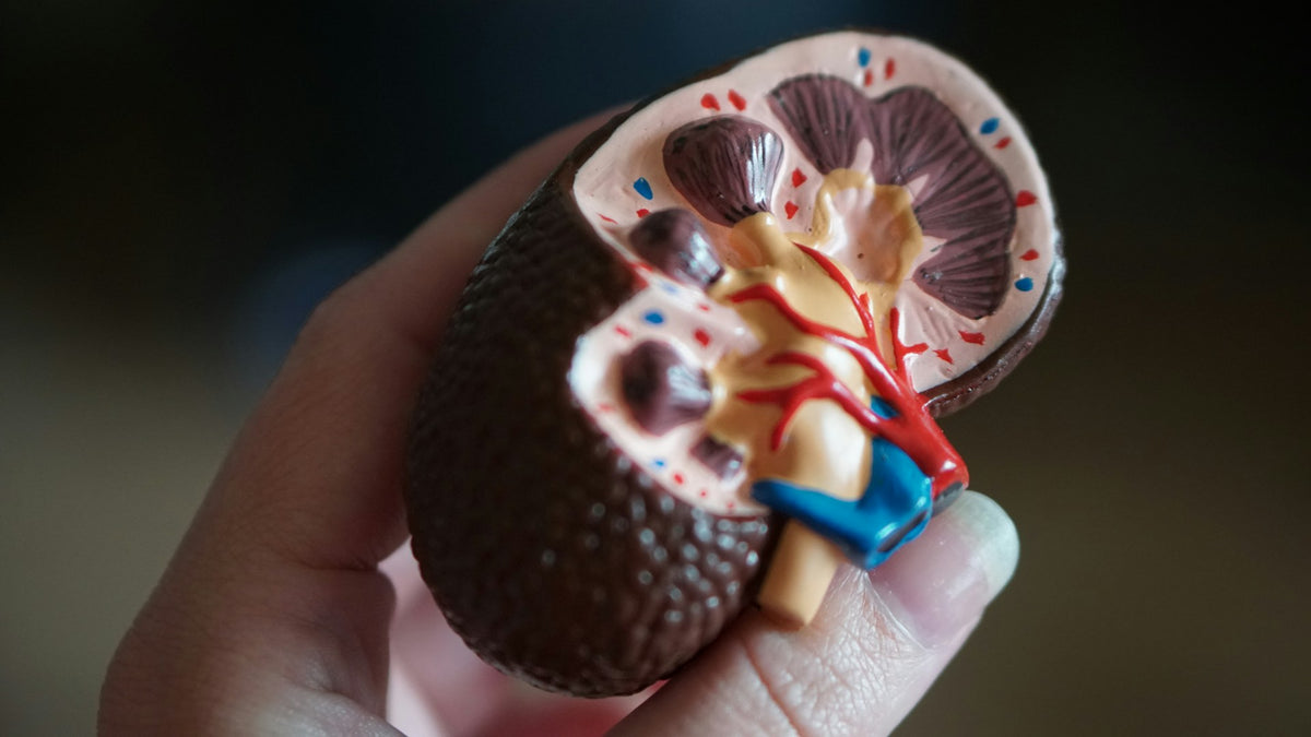 Physikum kompakt: Niere 1 - Vom Glomerulus zum Urin at 07/20/2026 17:00 CEST